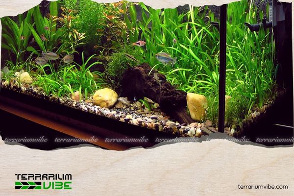 What Is a Vivarium? Explore a Miniature World That Recreates Nature in Your Living Space 4 Vivarium gồm nhiều loại với các môi trường khác nhau