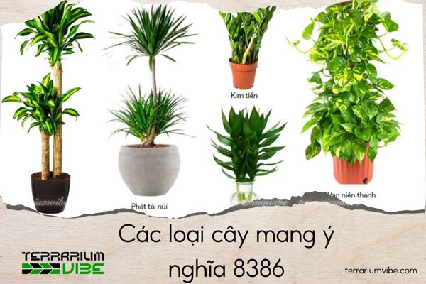 8386 Là Gì? Giải Mã Hot trend Terrarium 8386 phát tài phát lộc 2 Các loại cây mang ý nghĩa 8386