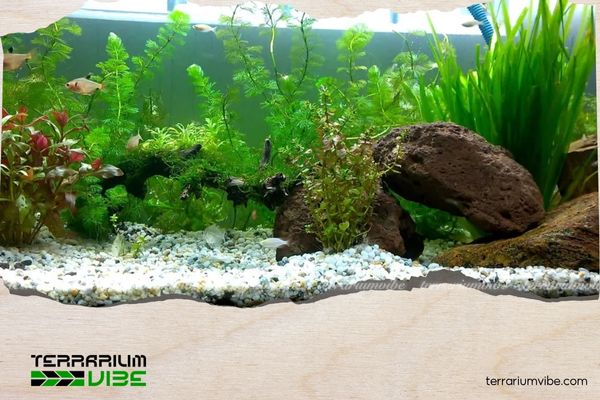 5 Key Factors When Setting Up Light for Aquarium You Need to Consider 2 Cường độ ánh sáng