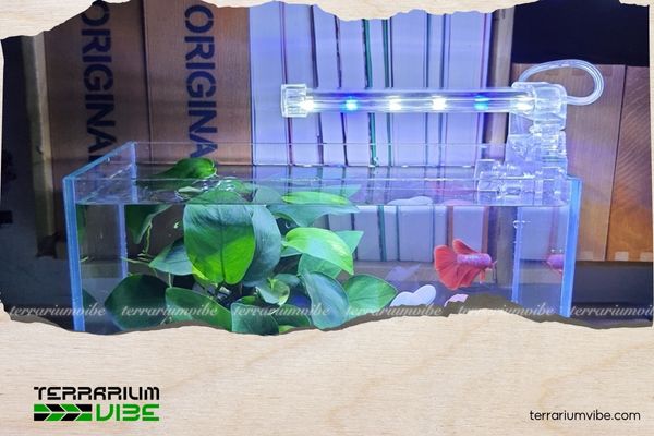 5 Key Factors When Setting Up Light for Aquarium You Need to Consider 3 Nhiệt độ màu