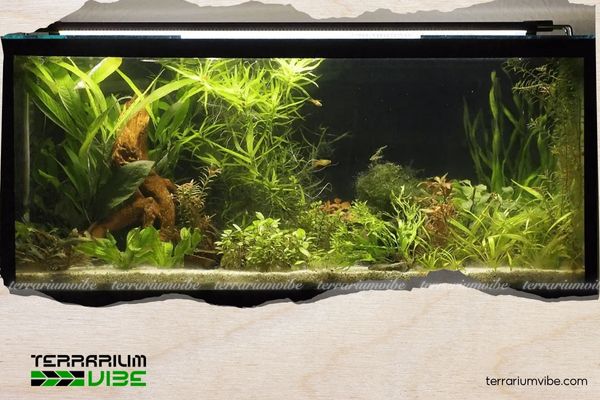 5 Key Factors When Setting Up Light for Aquarium You Need to Consider 4 Thời gian chiếu sáng