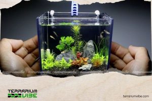 Phân bổ ánh sáng cho hồ thủy sinh