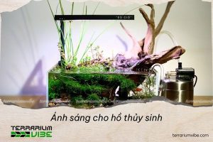 Ánh sáng cho hồ thủy sinh