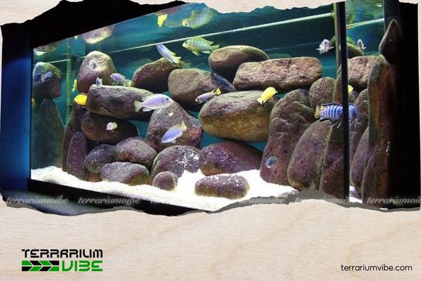5 sai lầm thường gặp khi làm bố cục đá bể thủy sinh 4 Lạm dụng đá trang trí