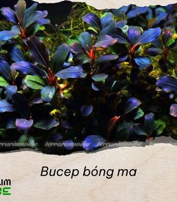 Bucep bóng ma