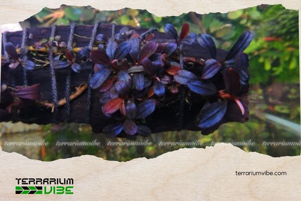 Bucep bóng ma 4 Mẹo chăm sóc cây bucep bóng ma trong terrarium