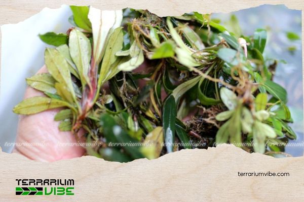 Bucep King 4 Mẹo chăm sóc cây Bucep King trong terrarium