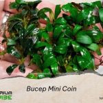 bucep mini coin