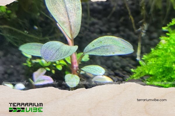 Bucep Pandora 4 Các loại thực vật phù hợp trồng chung với Pandora Queen