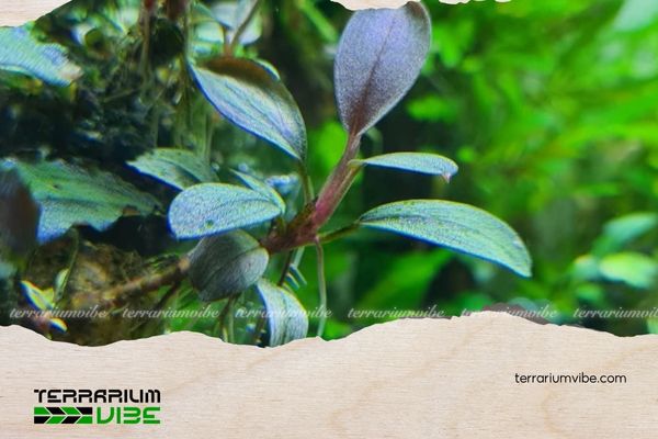 Bucep Pandora 5 Cách chăm sóc Bucep Pandora Queen trong terrarium