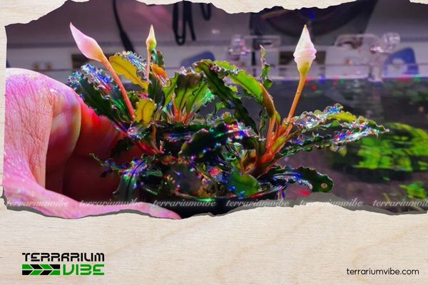 Bucep Tím 1 Thông tin học thuật về Bucep Tím là gì?