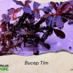 Bucep tím