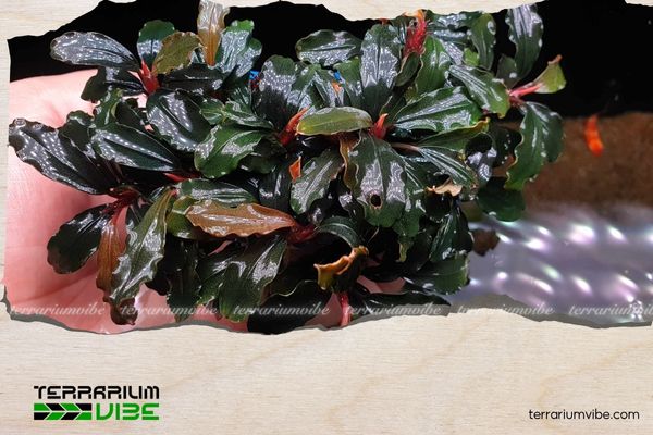 Bucep Tím 2 Lịch sử về Bucep Tím