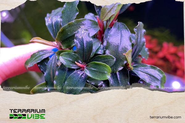 Bucep Tím 3 Môi trường sống của Bucep Tím trong tự nhiên