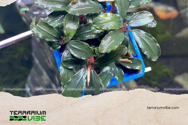 Bucep Tím 4 Loại terrarium phù hợp cho Bucep Tím