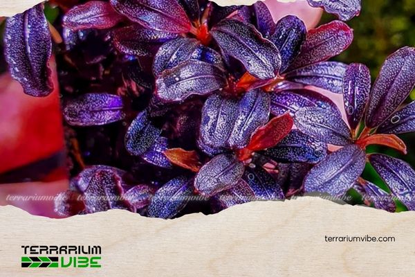 Bucep Tím 5 Cách chăm sóc Bucep Tím trong terrarium