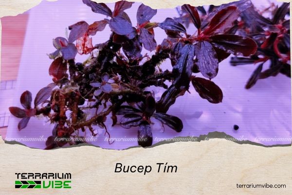 bucep-tim Bucep tím