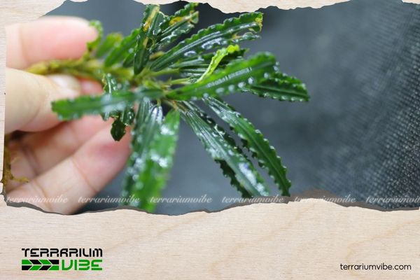 Bucep Velvet 1 Thông tin học thuật về Bucep Velvet là gì?