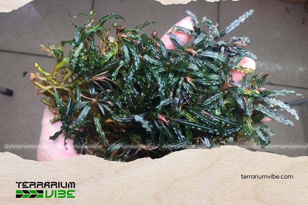 Bucep Velvet 5 Cách chăm sóc Bucep Velvet trong terrarium