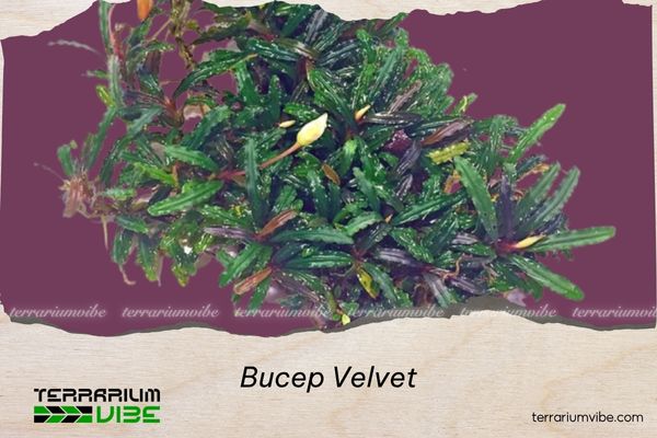 bucep-velvet Bucep velvet