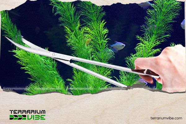 5+ cách chăm sóc rêu thủy sinh luôn xanh mướt, không bị hỏng 6 Cắt tỉa thường xuyên