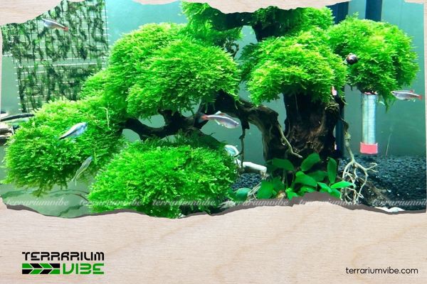 5+ cách chăm sóc rêu thủy sinh luôn xanh mướt, không bị hỏng 8 Theo dõi tình trạng rêu