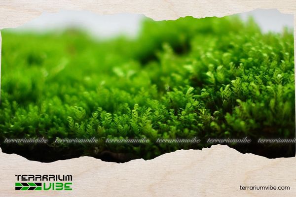Cách ươm rêu Minifiss lên đá đơn giản tại nhà giúp bể thủy sinh đẹp tự nhiên 1 Một loại rêu thủy sinh nguồn gốc châu Á