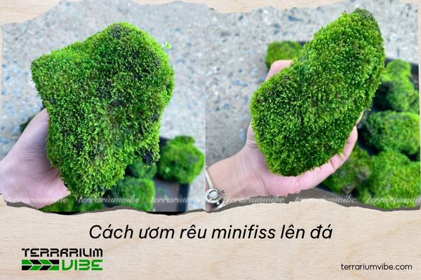 Cách ươm rêu minifiss lên đá