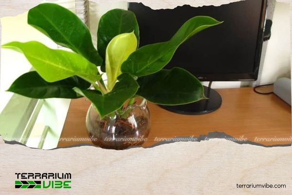 Cây trầu bà đế vương vàng 1 Thông tin tổng quan về cây trầu bà đế vương vàng