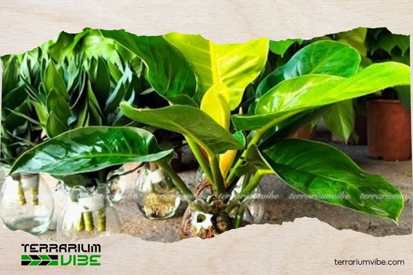 Cây trầu bà đế vương vàng 2 Môi trường sống của cây trầu bà đế vương vàng