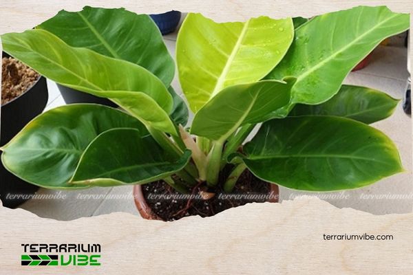 Cây trầu bà đế vương vàng 4 Mẹo chăm sóc cây trầu bà đế vương vàng trong terrarium