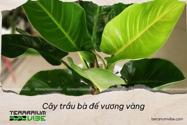cay-trau-ba-de-vuong-vang Cây trầu bà đế vương vàng