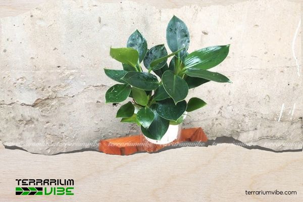 Cây trầu bà đế vương xanh 3 Đặc điểm của cây trầu bà đế vương xanh trong terrarium