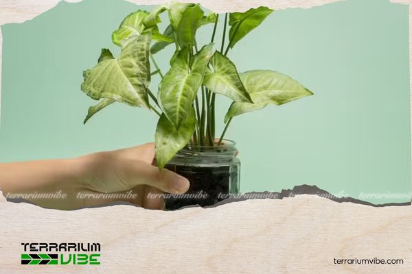 Cây trầu bà trắng 1 Thông tin tổng quan về cây trầu bà trắng