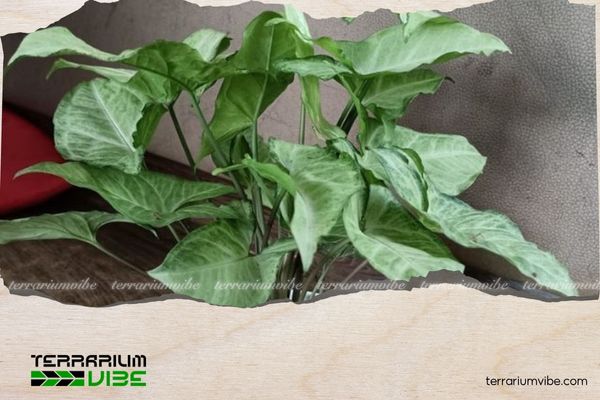 Cây trầu bà trắng 3 Đặc điểm của cây trầu bà trắng trong terrarium