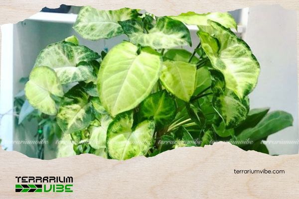 Cây trầu bà trắng 4 Mẹo chăm sóc cây trầu bà lá trắng trong terrarium