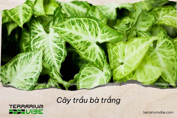 cay-trau-ba-trang-5 Cây trầu bà trắng