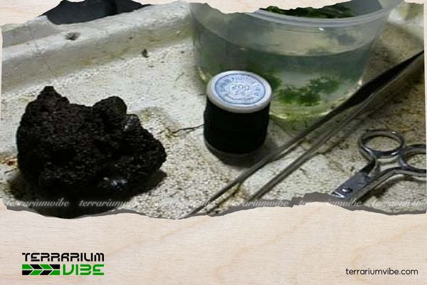 Hướng dẫn 4 bước cơ bản trong kỹ thuật buộc rêu lên đá và gỗ lũa đúng cách 2 Chuẩn bị các dụng cụ cần thiết