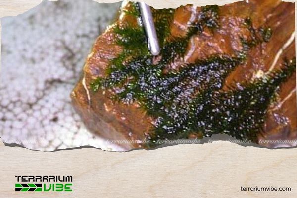 Hướng dẫn 4 bước cơ bản trong kỹ thuật buộc rêu lên đá và gỗ lũa đúng cách 4 Cắt tỉa, sắp xếp và cố định rêu