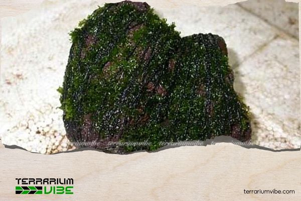 Hướng dẫn 4 bước cơ bản trong kỹ thuật buộc rêu lên đá và gỗ lũa đúng cách 5 Ngâm và đặt vào mặt hồ