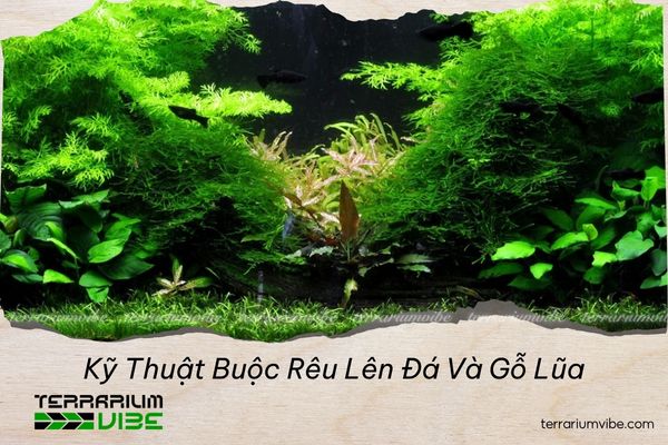 kỹ thuật buộc rêu lên đá và gỗ lũa