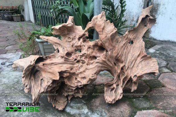 Lũa xá xị 1 Giới thiệu về lũa xá xị – Gỗ quý từ cây xá xị