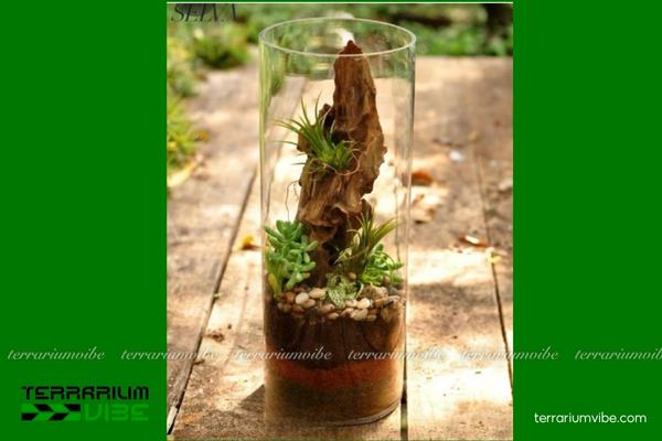 Lũa xá xị 2 Nguồn gốc của lũa xá xị trong tự nhiên