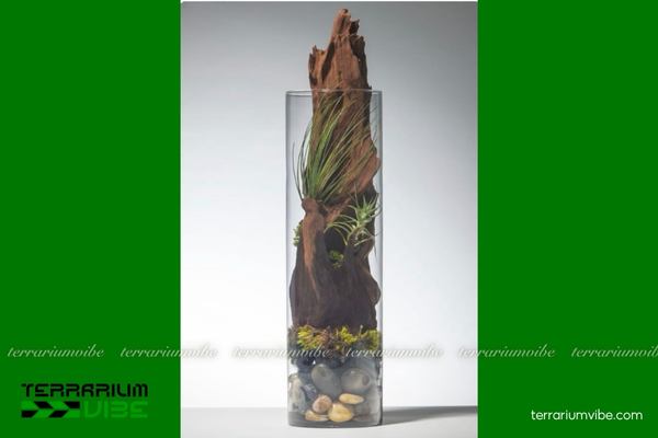 Lũa xá xị 3 Đặc tính của lũa xá xị khi dùng trong terrarium