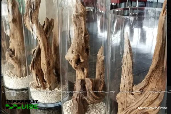 Lũa xá xị 4 Bí quyết giữ lũa xá xị bền đẹp trong terrarium