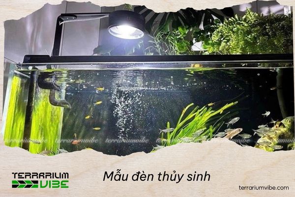 Top 7 mẫu đèn thủy sinh được ưa chuộng nhất năm 2025 1 Tiêu chí chọn mẫu đèn thủy sinh phù hợp