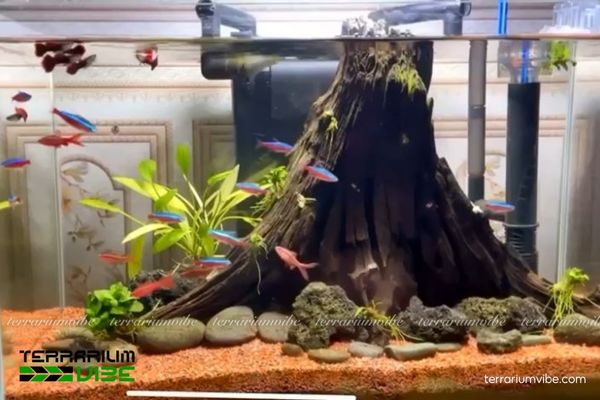 Sạn gốm 3 Lợi ích khi sử dụng sạn gốm cho terrarium và bể thủy sinh