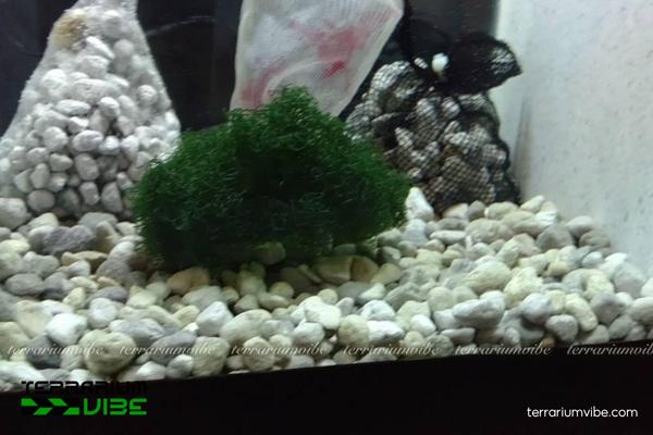 Seachem Matrix 3 Seachem Matrix: Lọc sinh học hiệu quả cho bể thủy sinh