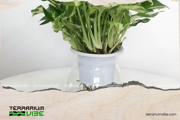 Trầu Bà Cẩm Thạch 3 Môi trường sống của Trầu Bà Cẩm Thạch