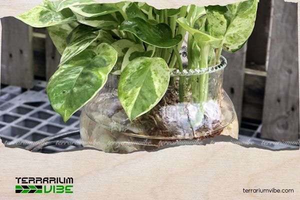 Trầu Bà Cẩm Thạch 4 Loại terrarium phù hợp cho Trầu Bà Sữa